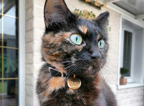 Médailles Médailles