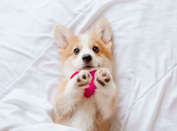 Comment ça marche ?