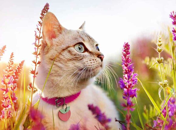 Pourquoi rejoindre notre programme d'affiliation ? Pourquoi rejoindre notre programme d'affiliation ?