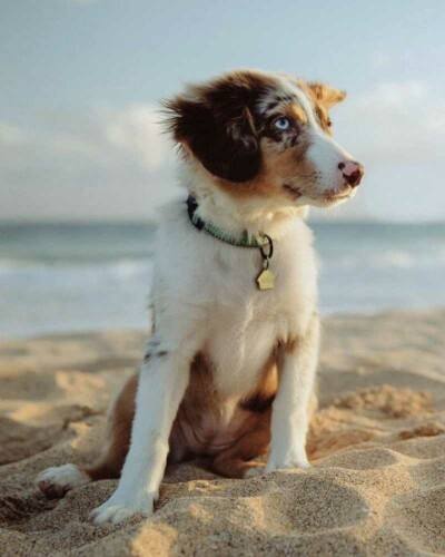 Médailles pour chien