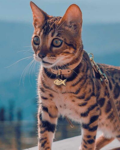 Médailles pour chat