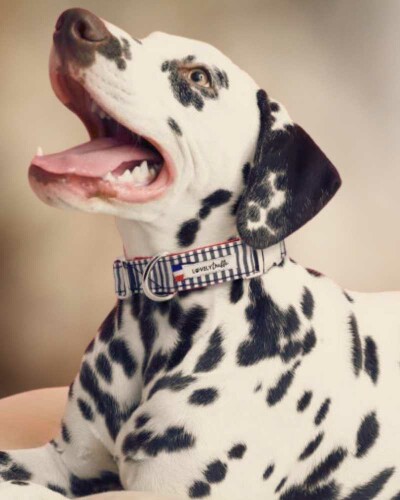 Colliers pour chien