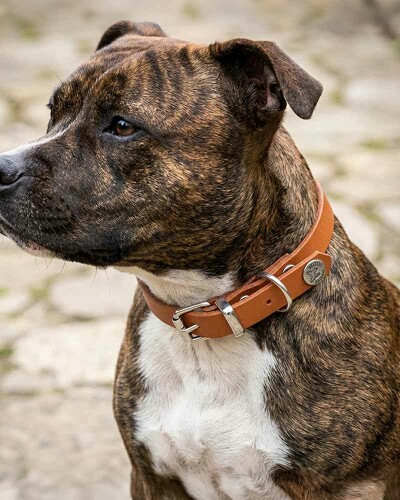 Colliers pour chien