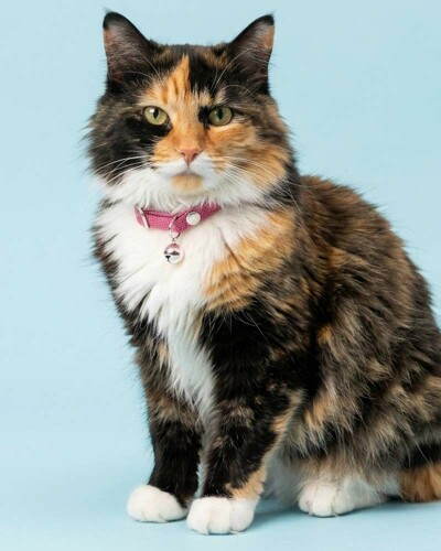 Colliers pour chat