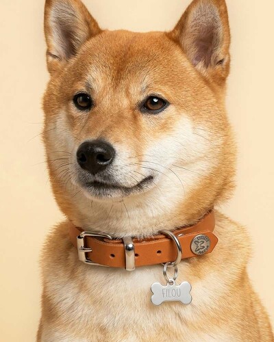 Médailles pour chien