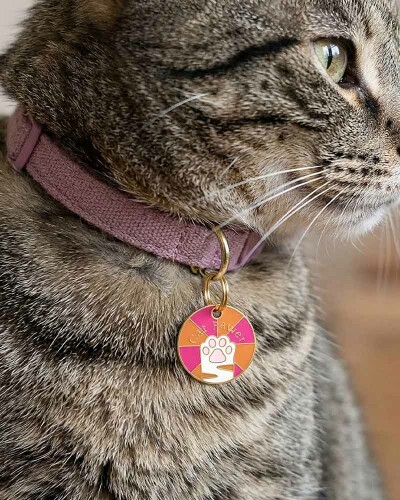 Médailles pour chat