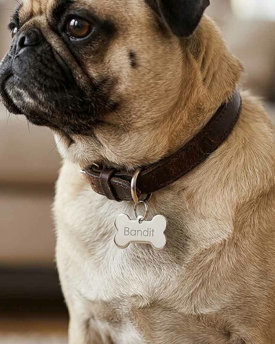 Médailles pour chien