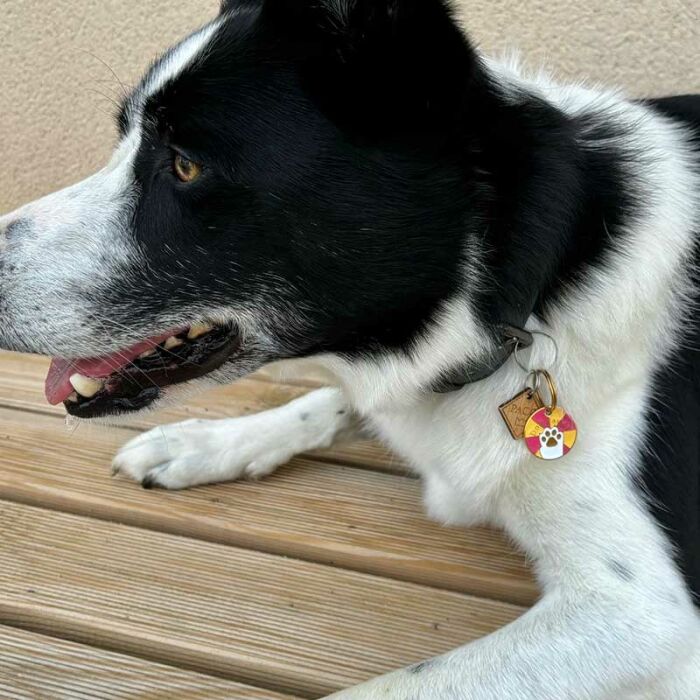 Médaille chien gravée acier émaillé doré Dog Pawer - taille M (25mm)