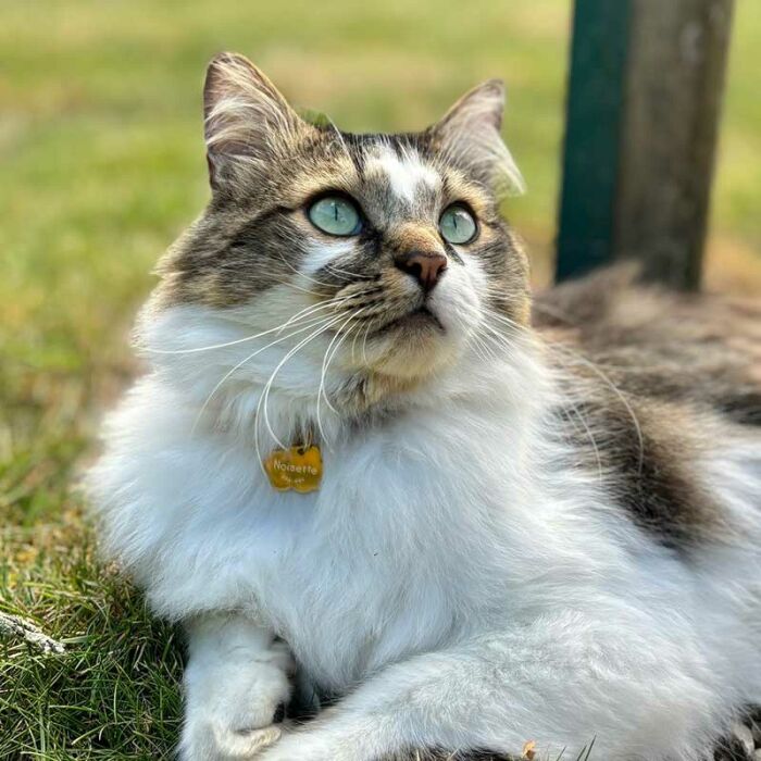 Médaille chat gravée acier inoxydable doré nuage - Taille M (36x25 mm)