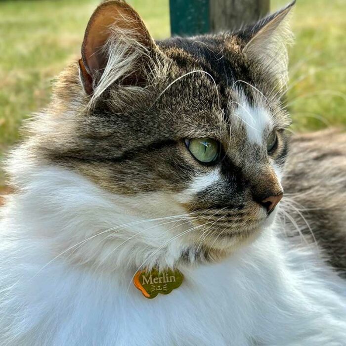 Médaille chat gravée acier inoxydable doré nuage - Taille M (36x25 mm)