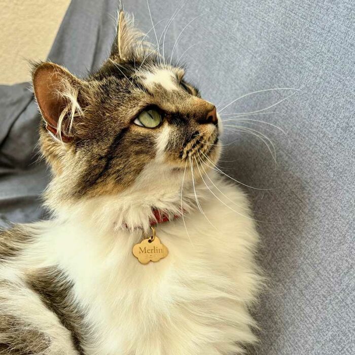 Médaille chat gravée acier inoxydable doré nuage - Taille M (36x25 mm)