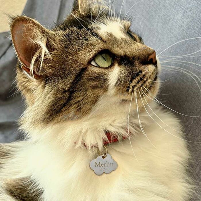 Médaille chat gravée acier inoxydable nuage - Taille M (36x25 mm)