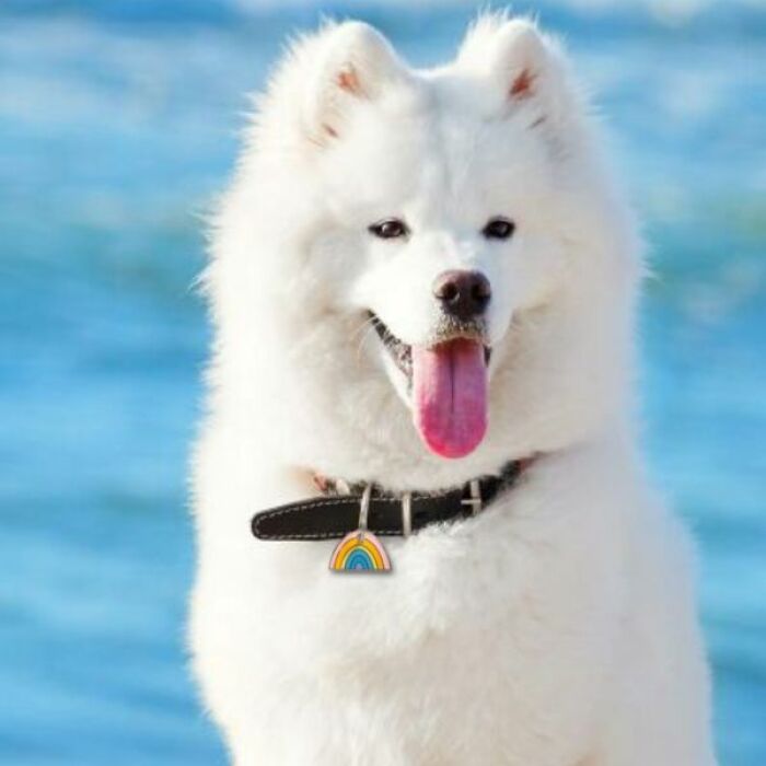 Médaille chien gravée acier émaillé doré Arc en Ciel