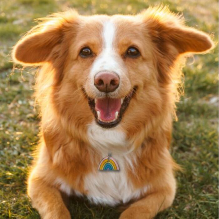 Médaille chien gravée acier émaillé doré Arc en Ciel