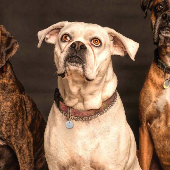 Médaille chien gravée acier inoxydable ronde ANEMONE - Taille M (22 mm)