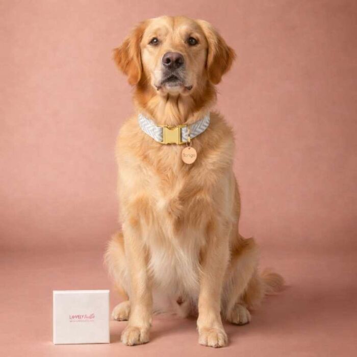 Médaille chien gravée acier inoxydable rose ronde - Taille M (22 mm)