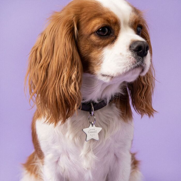 Médaille chien gravée acier inoxydable petite étoile - Taille M (25x23 mm) - porté