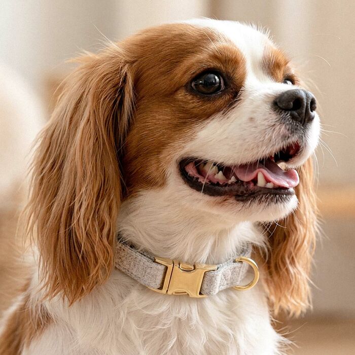Collier chien tissu Tweed beige réglable