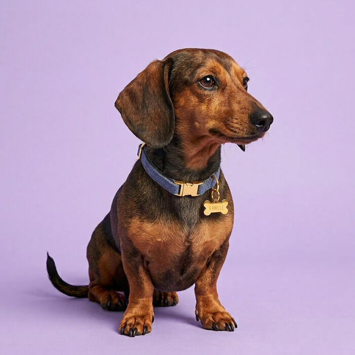 Collier chien tissu Chevron bleu réglable
