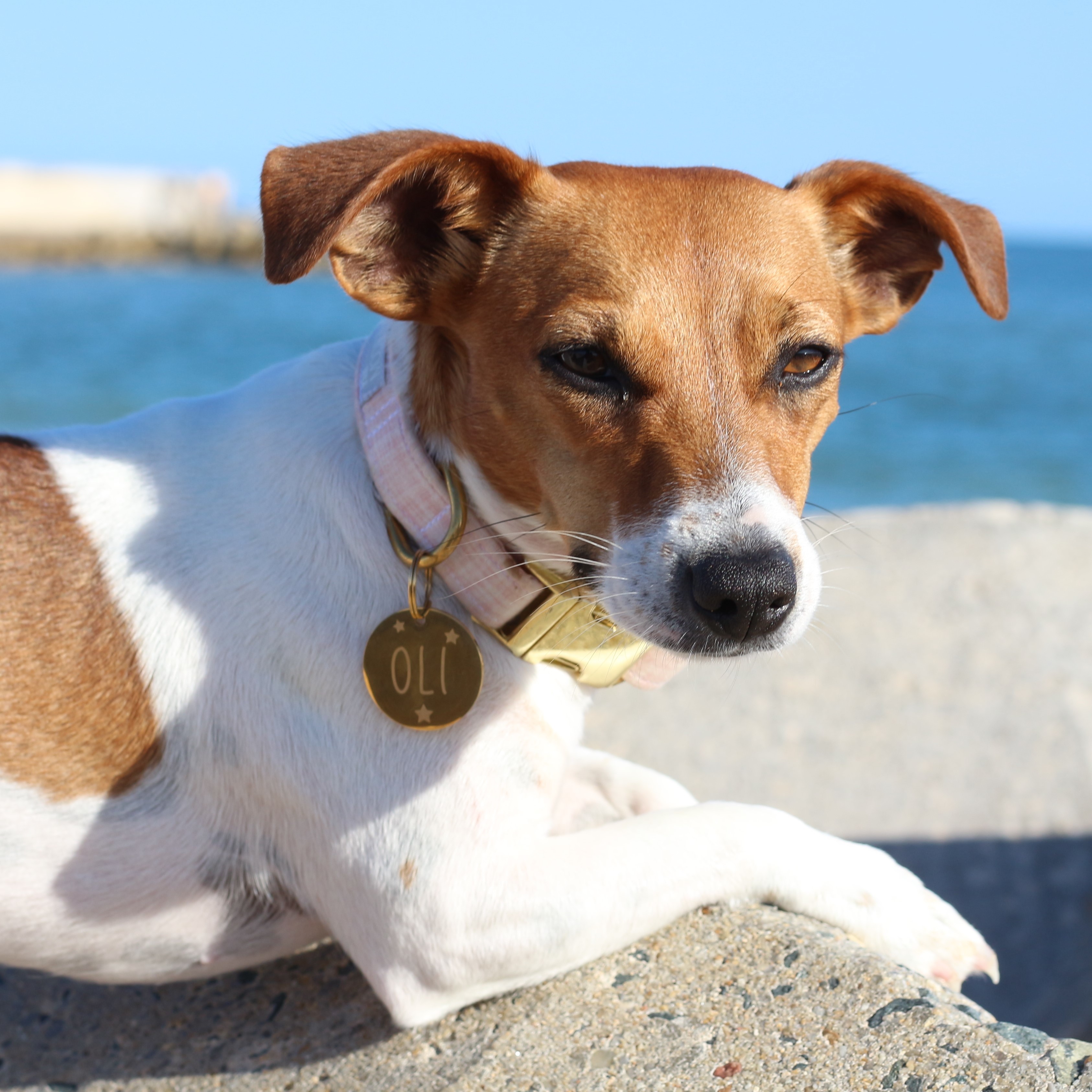Médaille chien gravée acier inoxydable doré ronde - Taille L (33 mm)