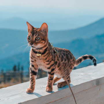 Médaille personnalisée acier doré gravée poisson 30x15 mm