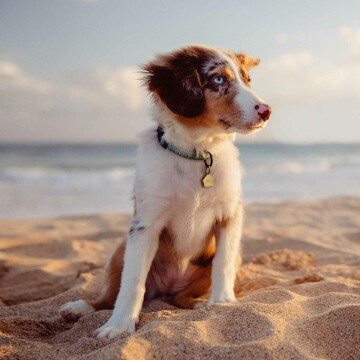 Médaille personnalisée acier doré gravée maison 29x30 mm