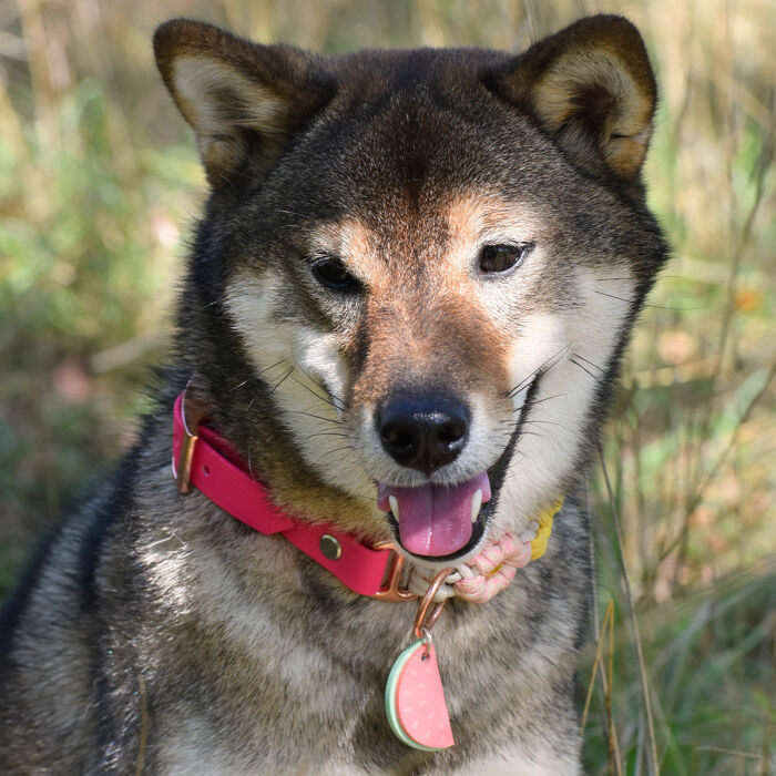Médaille personnalisée acrylique coloré gravée 20x40 mm "pastèque"