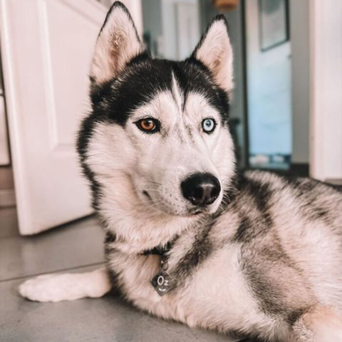 Médaille personnalisée acier argenté gravée losange 34x38 mm