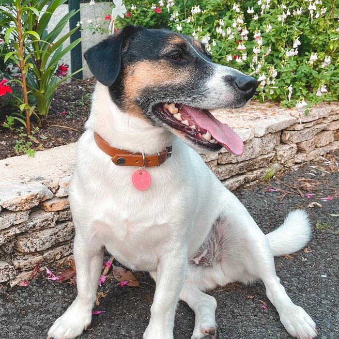 Médaille personnalisée acrylique coloré gravée 24 mm "agrume"