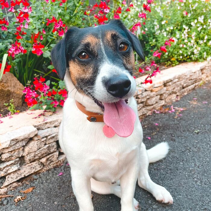 Médaille personnalisée acrylique coloré gravée 24 mm "agrume"