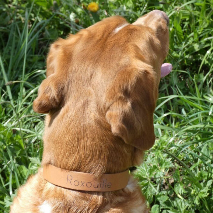 Collier cuir réglable personnalisé chien 1,6x40cm