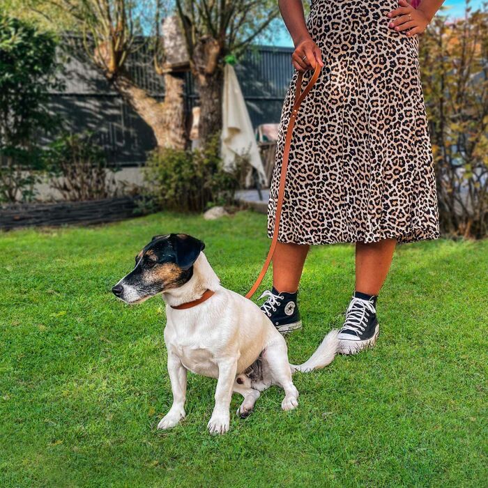 Laisse cuir chien 1,6x100cm