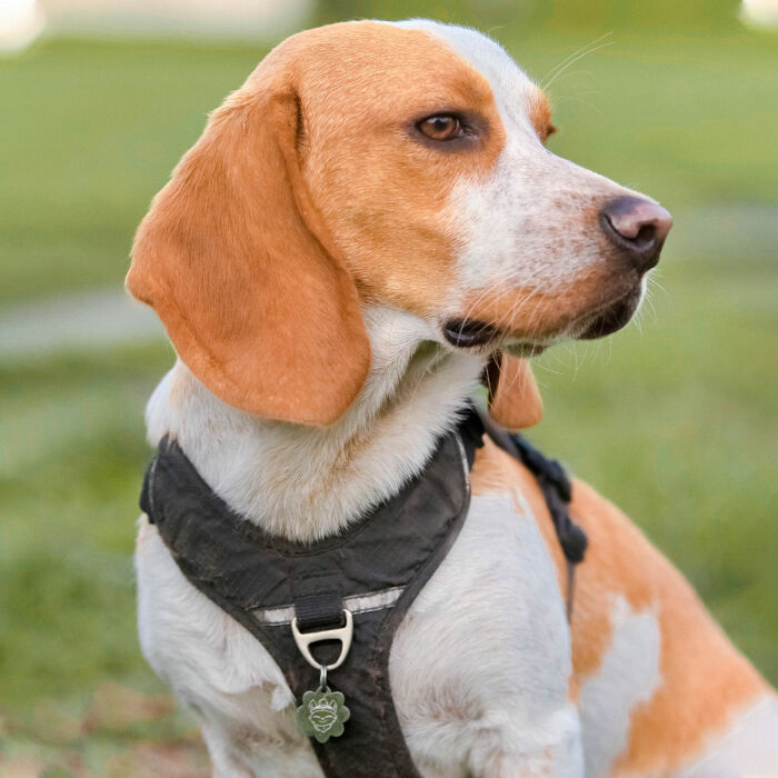 Médaille personnalisée acier argenté gravée fleur 22x25mm