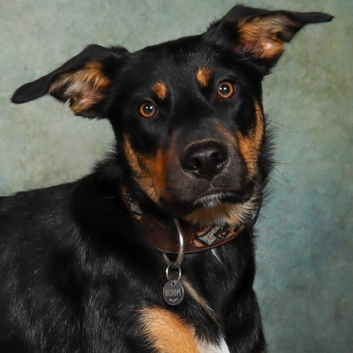 Médaille personnalisée acier argenté gravé 33 mm