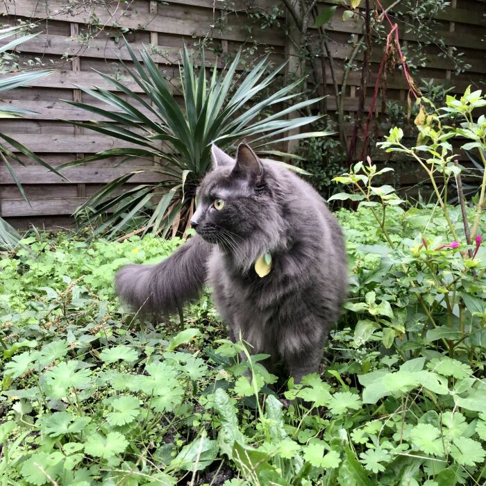 Médaille chat gravée acrylique coloré "citron" 23x31 mm