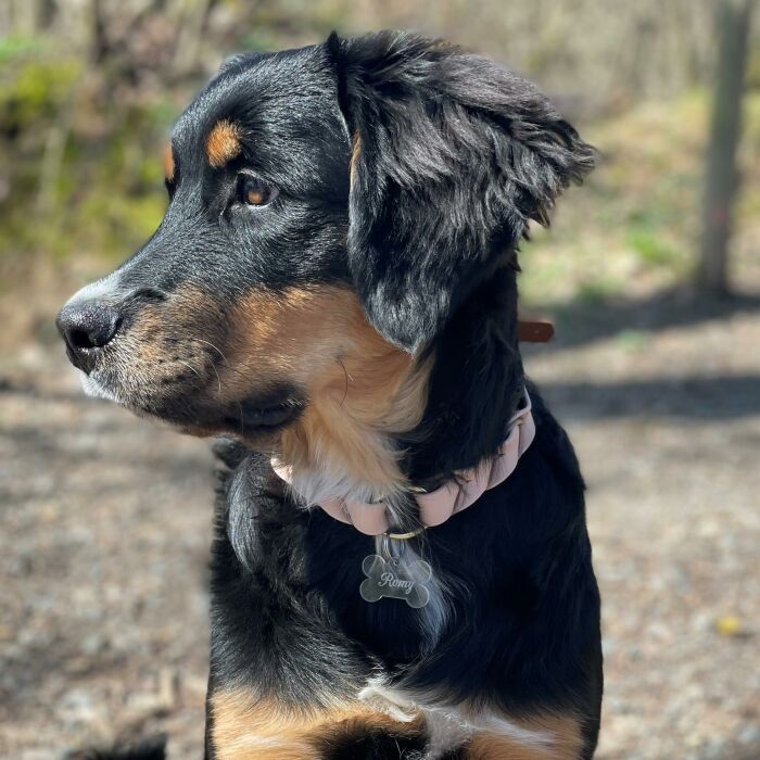 Médaille personnalisée acrylique gravée os 35x24 mm