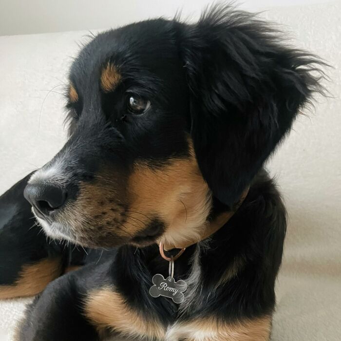 Médaille personnalisée acrylique gravée os 35x24 mm