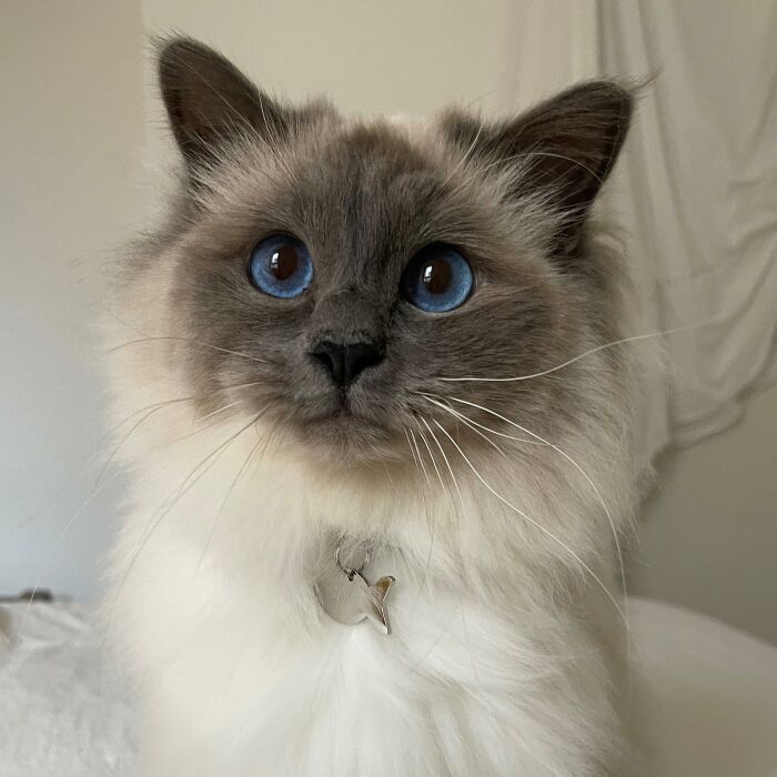 Médaille personnalisée acier argenté gravée poisson 30x15 mm