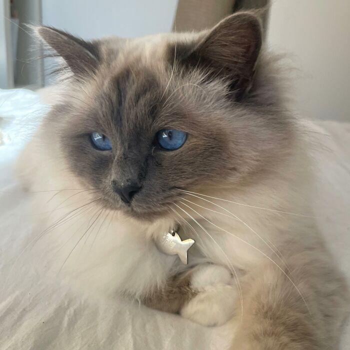 Médaille personnalisée acier argenté gravée poisson 30x15 mm