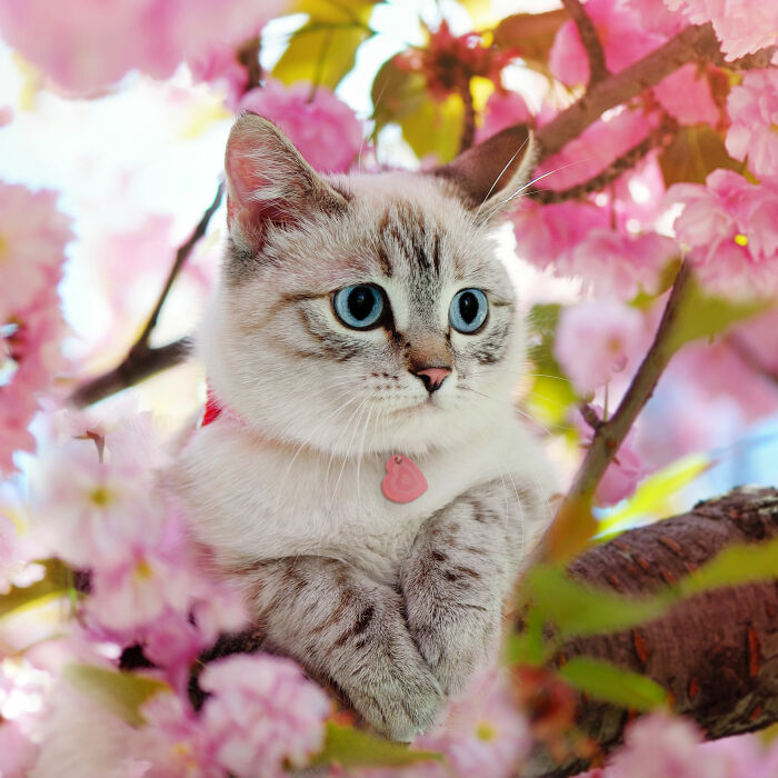 Médaille chat gravée acrylique coloré coeur 24x26 mm