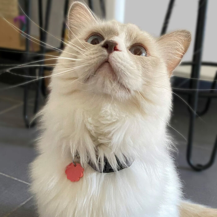 Médaille chat gravée acrylique coloré coquillage 22x24 mm