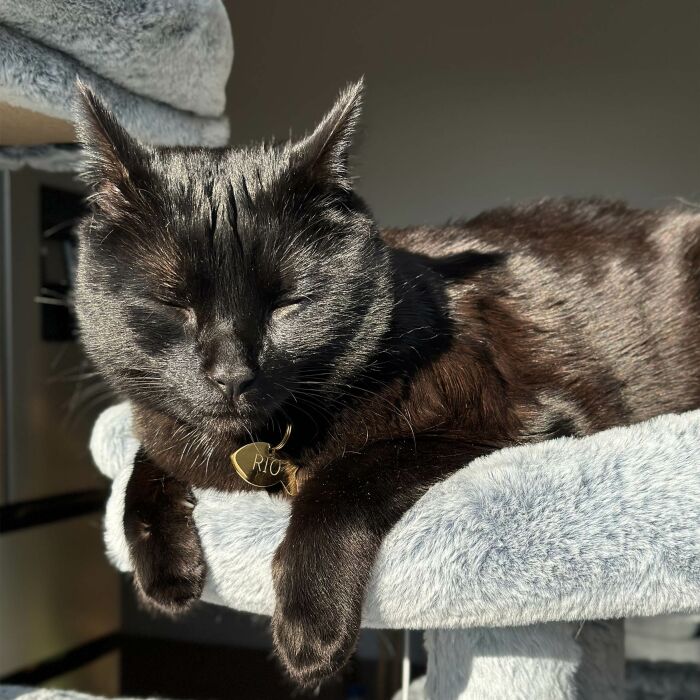 Médaille chat gravée acier doré poisson 34x19 mm