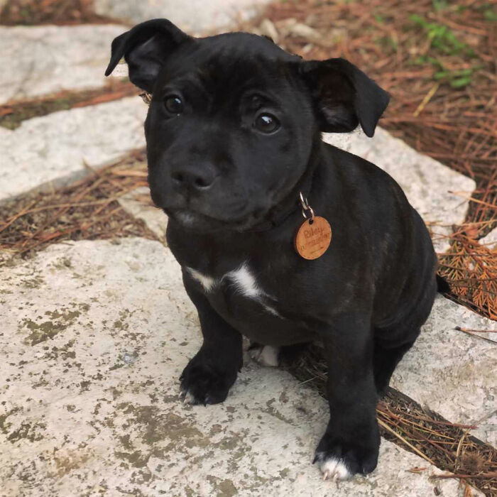 Médaille chien gravée bois ronde 35 mm