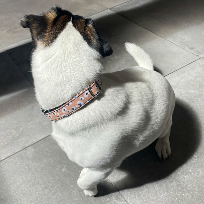 Collier petit chien tissu réglable personnalisé 1,5x29,5cm