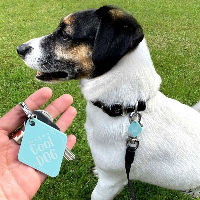 Duo de breloque pour chien et porte-clés personnalisé acrylique colorée retro