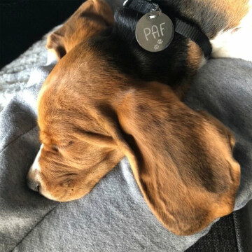 Médaille chien gravée acier argenté ronde 33 mm