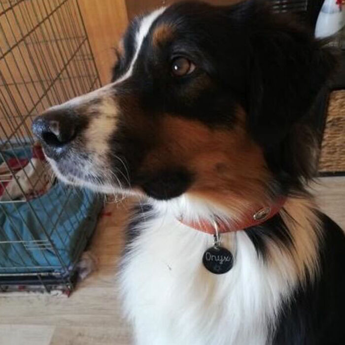 Médaille chien gravée acier argenté ronde 33 mm