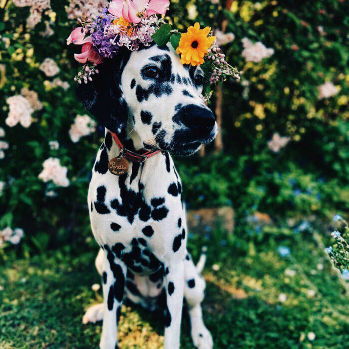 Médaille chien gravée acier doré ronde 33 mm