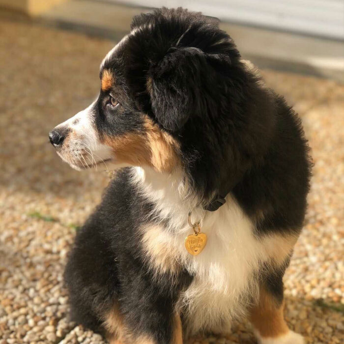 Médaille chien gravée acier doré coeur 18x22 mm