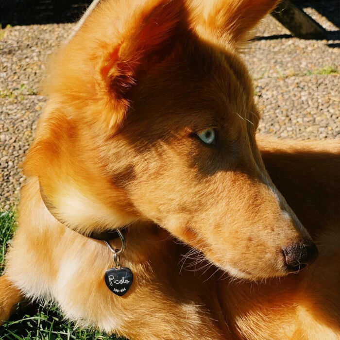 Médaille chien gravée acier argenté coeur 18x22 mm